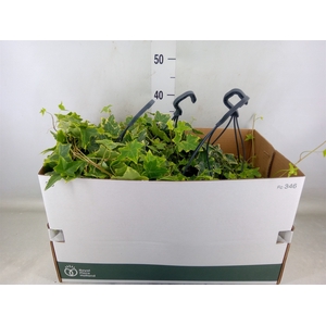 Hedera helix 'Goldchild'