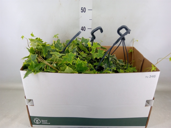 <h4>Hedera helix 'Goldchild'</h4>