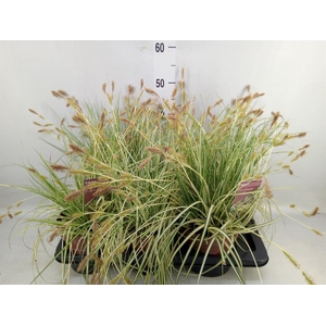 Carex hachijoensis 'Evergold'