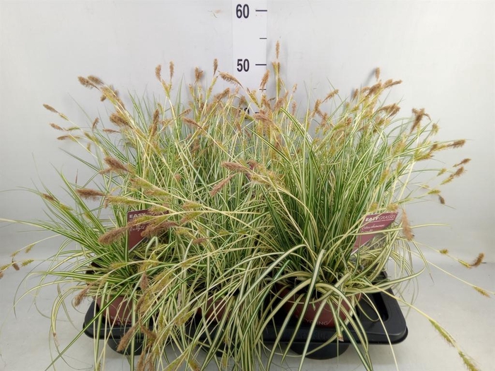<h4>Carex hachijoensis 'Evergold'</h4>