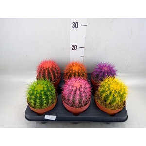 Echinocactus grusonii