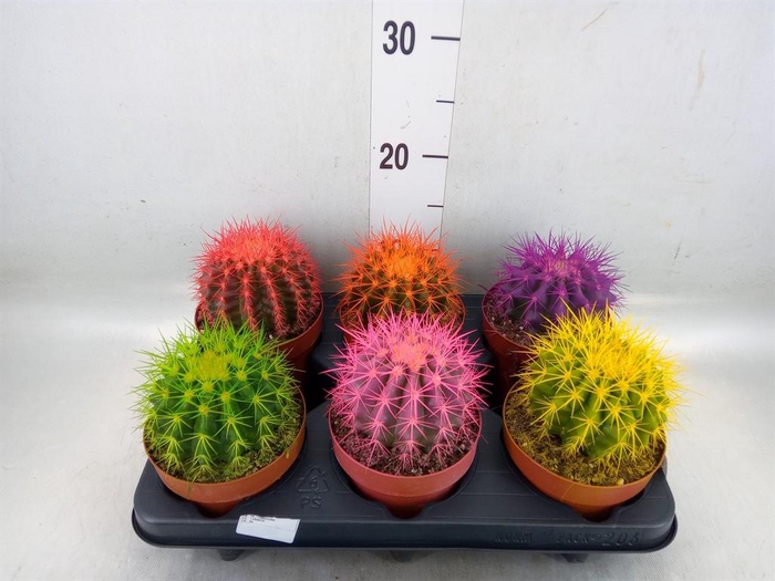 <h4>Echinocactus grusonii</h4>