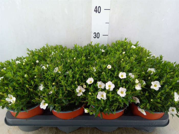 <h4>Arenaria montana</h4>