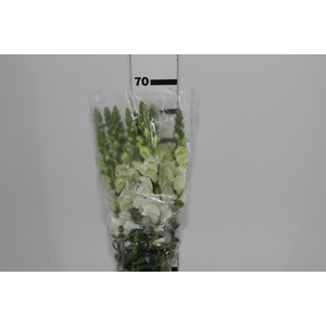 BOCA DE LEAO MONACO WHITE 080 CM