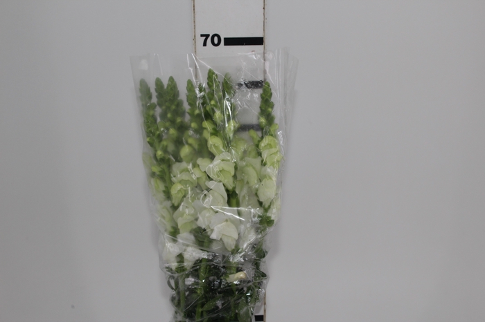 <h4>BOCA DE LEAO MONACO WHITE 080 CM</h4>