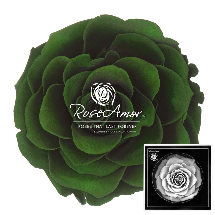 <h4>Bonita Gre02</h4>