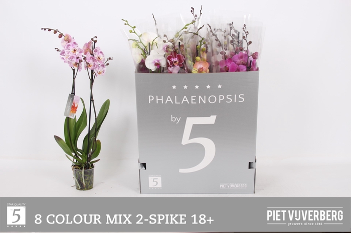 <h4>PHAL GEM 8 KL</h4>