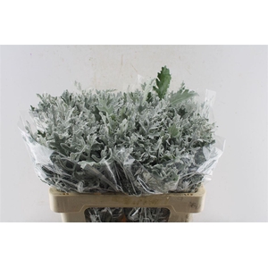 Jacobaea Senecio Maritima