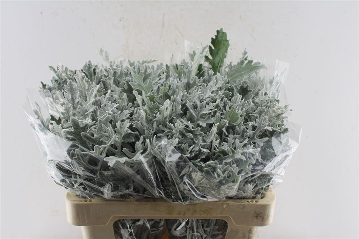 <h4>Jacobaea Senecio Maritima</h4>