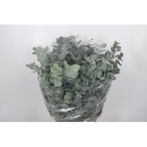 Euc Cinerea Per Bunch 200 Gram Ex