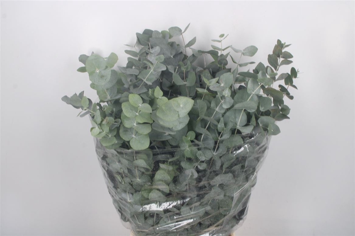 <h4>Euc Cinerea Per Bunch 200 Gram Ex</h4>