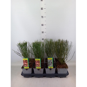 Cytisus praecox   ...