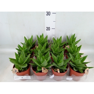 Aloe brevifolia