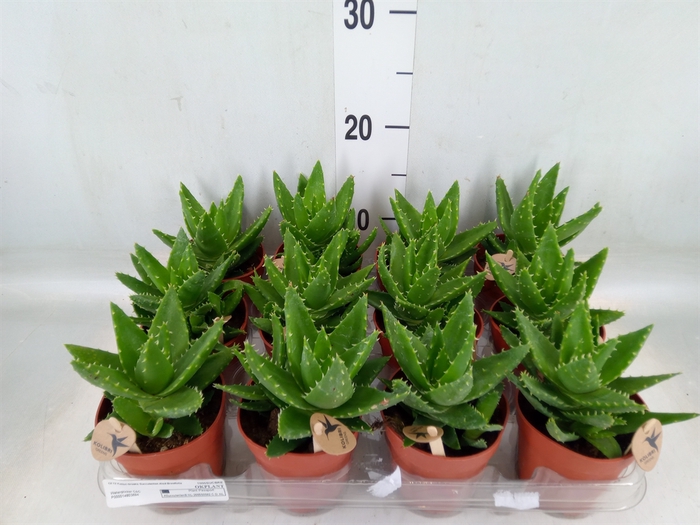 <h4>Aloe brevifolia</h4>