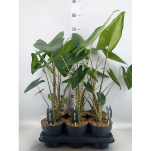 Alocasia zebrina