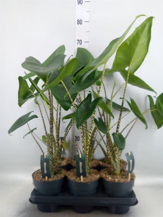 <h4>Alocasia zebrina</h4>