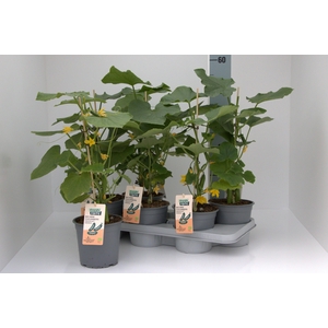 KOMKOMMERPLANTEN