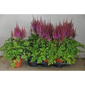ASTILB A PURPLE RAIN