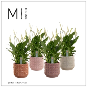 Mimesis Spathiphyllum Bellini - 13 cm in Janneke - Luxury World