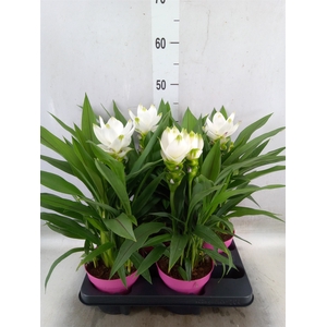 Curcuma alism. 'Siam Sisto'