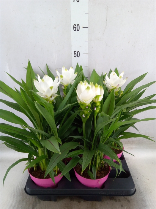 <h4>Curcuma alism. 'Siam Sisto'</h4>