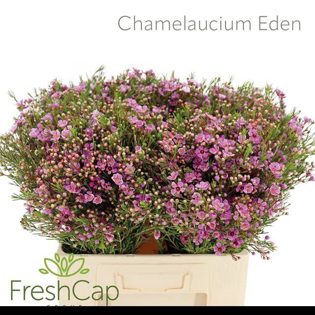 <h4>CHAME EDEN</h4>