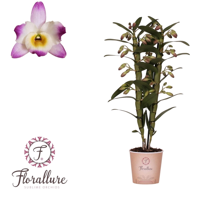 <h4>Dendrobium nob. 'Bright Eyes'</h4>