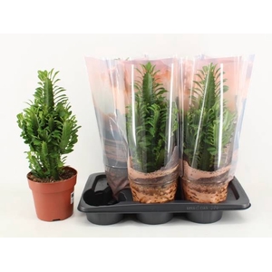 EUPHOR TRIGONA