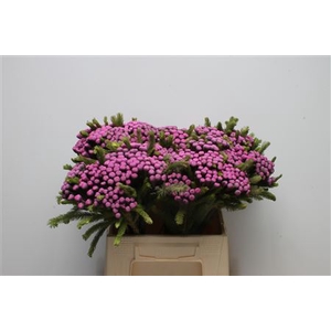 Kaaps Brunia Albiflora M Cerise