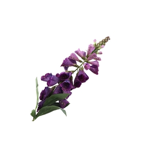 Digitalis Purple
