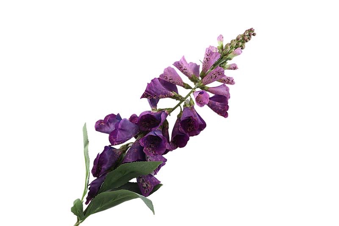 <h4>Digitalis Purple</h4>