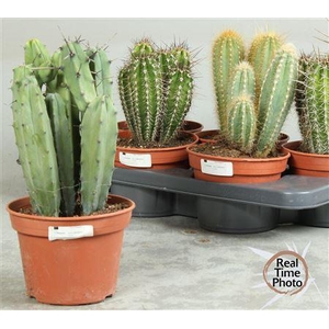 Cactus Ov