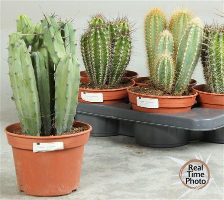 <h4>Cactus Ov</h4>