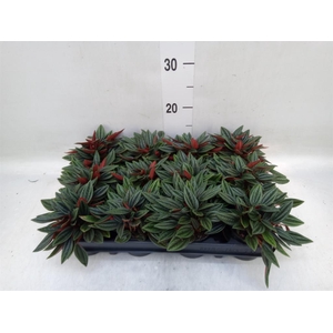 Peperomia caperata 'Rosso'