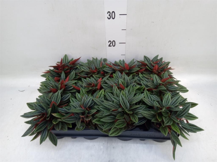 <h4>Peperomia caperata 'Rosso'</h4>
