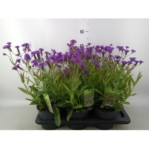 Verbena rigida