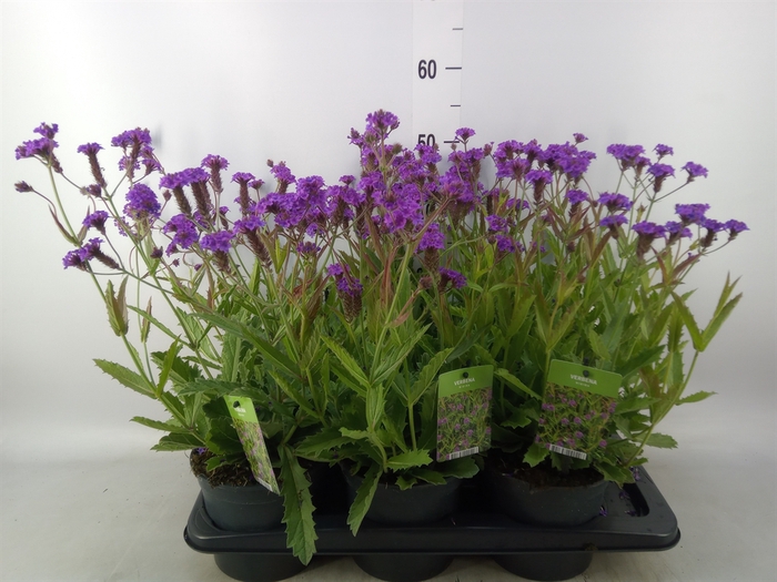 <h4>Verbena rigida</h4>