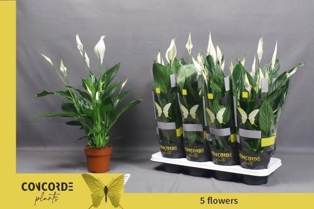 <h4>SPATH PICO CUPIDO</h4>