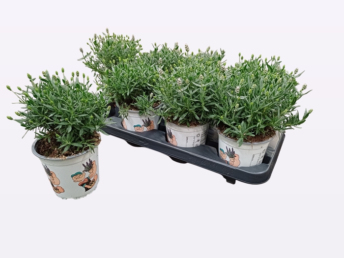 <h4>LAVAN ANGUSTIFOLIA</h4>