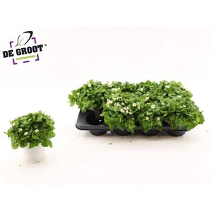 EXACUM WHITE STAR
