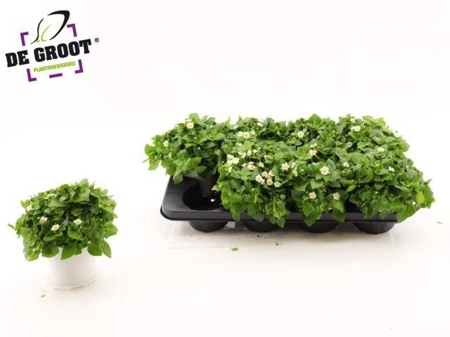 <h4>EXACUM WHITE STAR</h4>