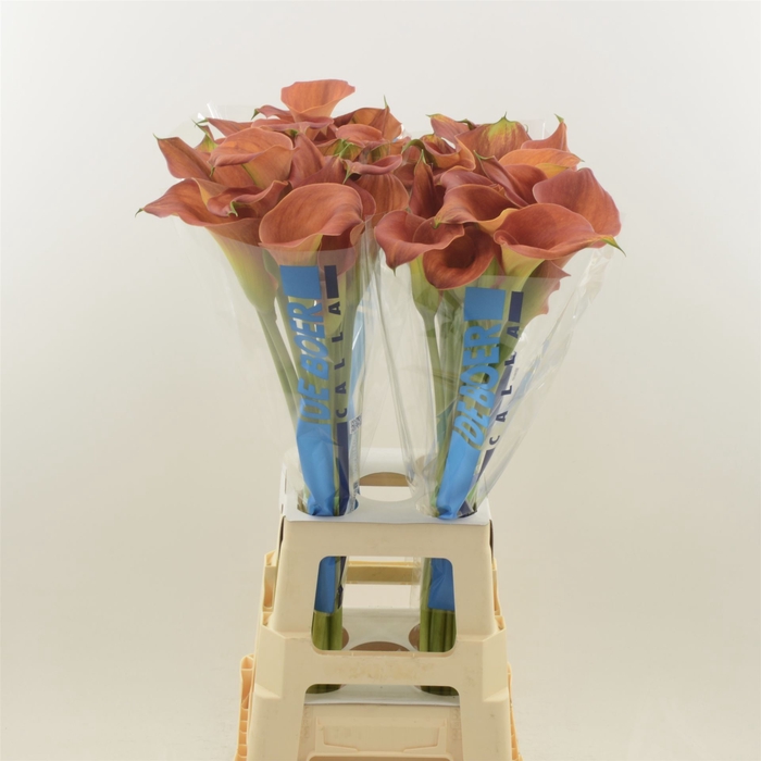 <h4>Calla Sunset Passion</h4>