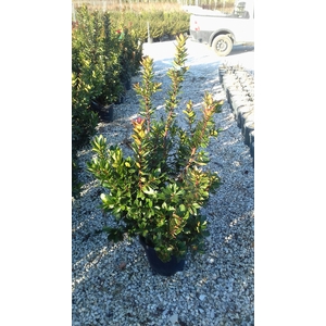Arbutus unedo