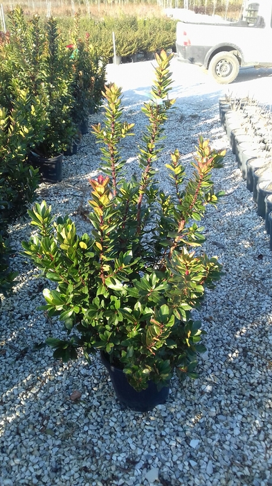 <h4>Arbutus unedo</h4>