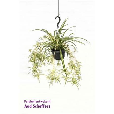 <h4>Chlorophytum Comosum 'variegatum' Hang</h4>