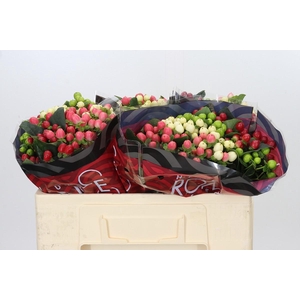Hypericum Rainbow Romance