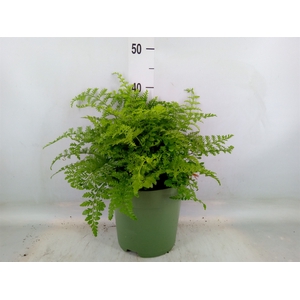 Asplenium  'Parvati'
