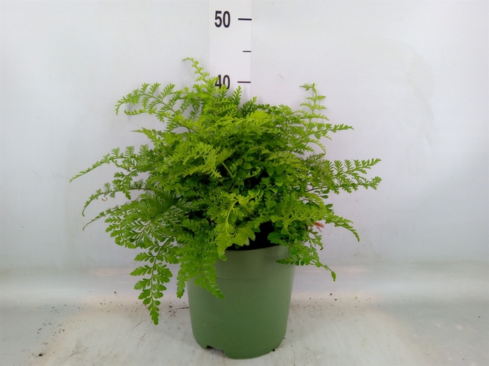 <h4>Asplenium  'Parvati'</h4>