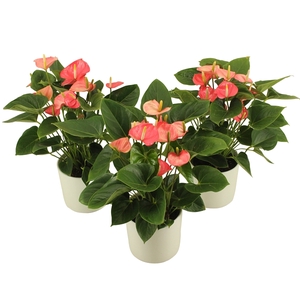 Anthurium XL.54 Paris Pink 14cm