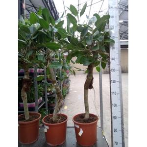 Ficus benghalensis 'Audrey'